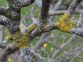 2013-0330-1520_Lichen_4.4C